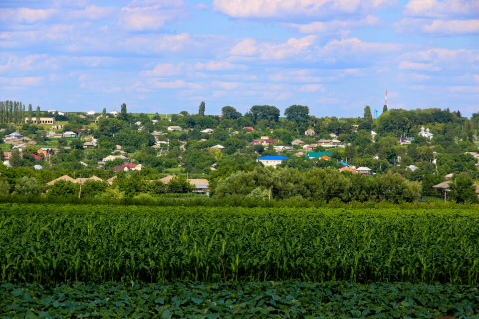 Landscape green cucumber