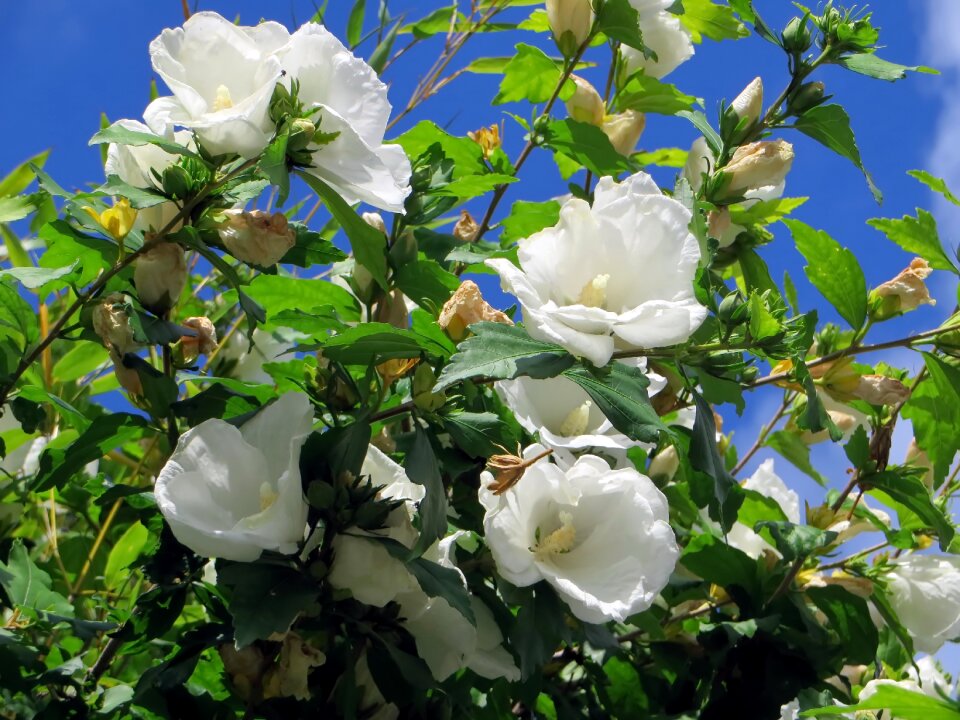 Mugunghwa botany pistil