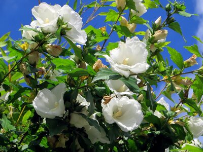Mugunghwa botany pistil