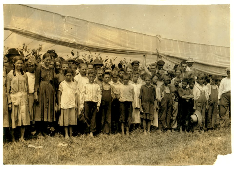 Group of tobacco pickers in Bermant plantation, 3 were 10 yrs., 3 were 11 yrs., 13 were 12, 12 were 13 yrs., 2 - 14 yrs. old. The owner said, 'They all get $1.25 a day.' LOC nclc.00699