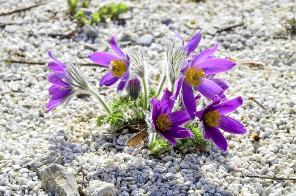 Flowers floral pasqueflower