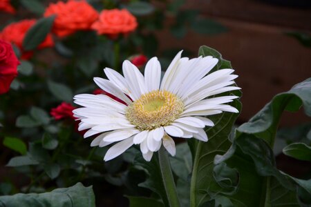 Nature marguerite white