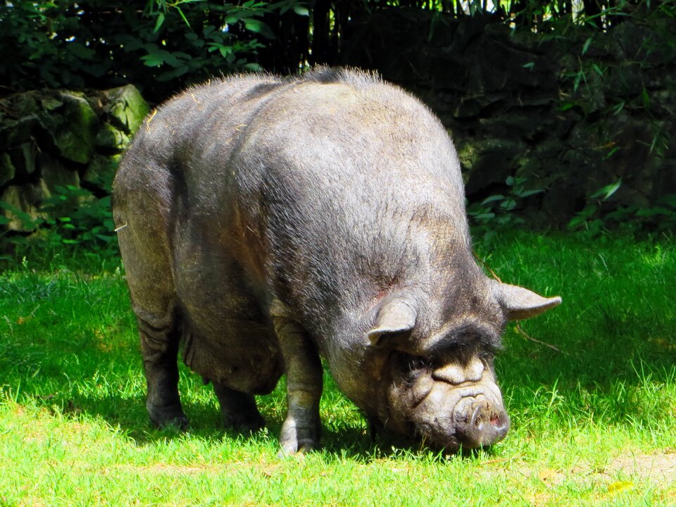 Boar suidé black pig