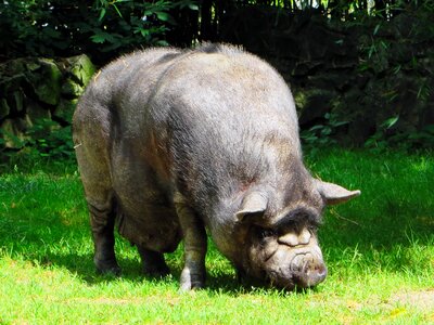 Boar suidé black pig