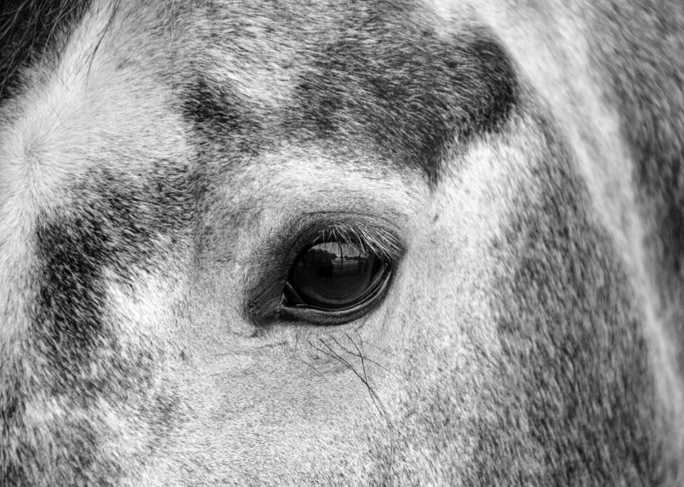 Eyes look domestic animal