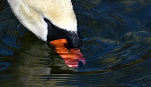 Plumage white beautiful