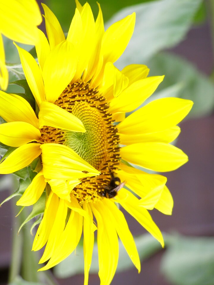 Plant bumblebee flower