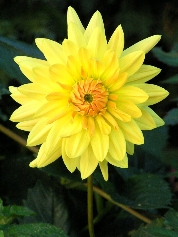 Plant summer blossom