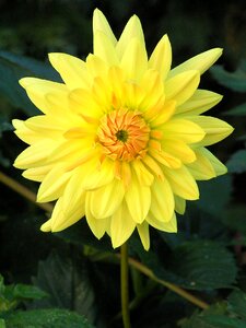 Plant summer blossom