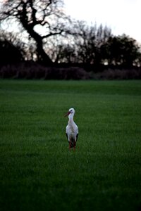 Rattle stork green nature