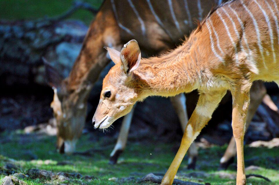 Young animal africa animal