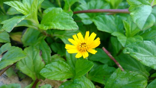 Yellow green green sunflower