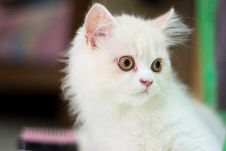 Pets the cat house kitten