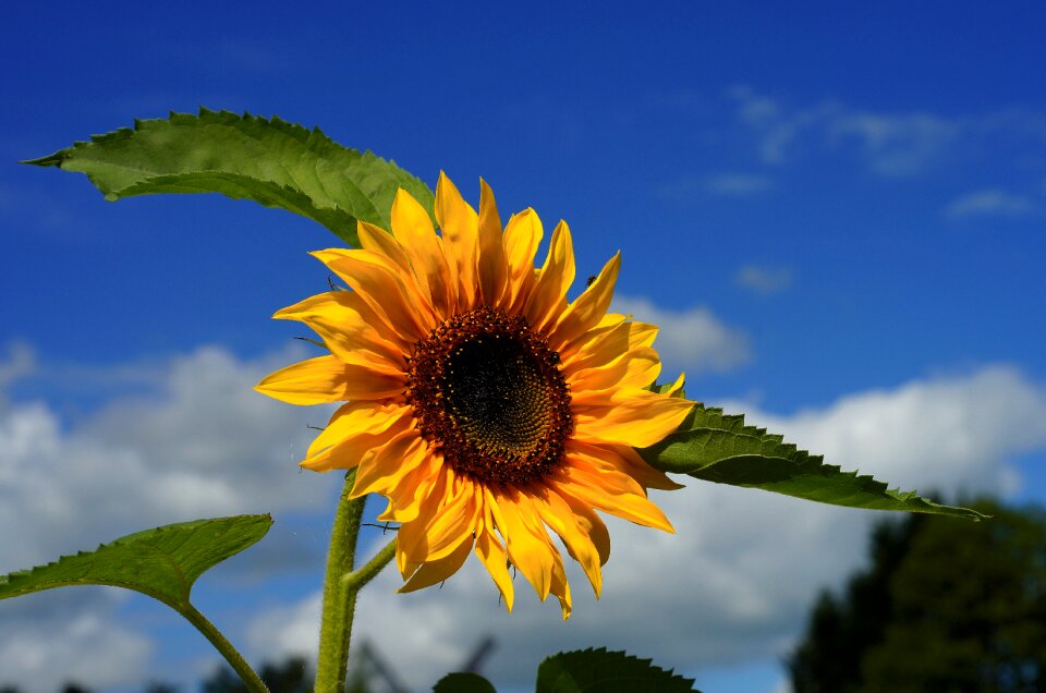 Yellow late summer flower