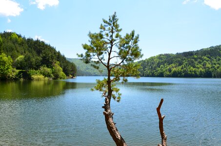 Tree mountain lake lake berovo