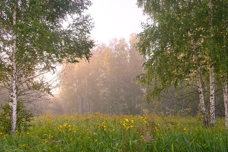 Forest green grove