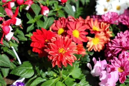 Garden floral summer