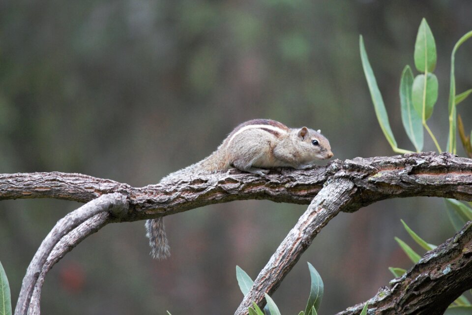 Garden branch animal