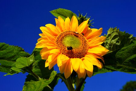 Yellow late summer flower