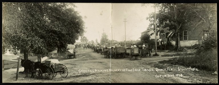 Growers making delivery of fine cigar tobacco, Quincy, Fla. - Stuart, photo. LCCN2013646914
