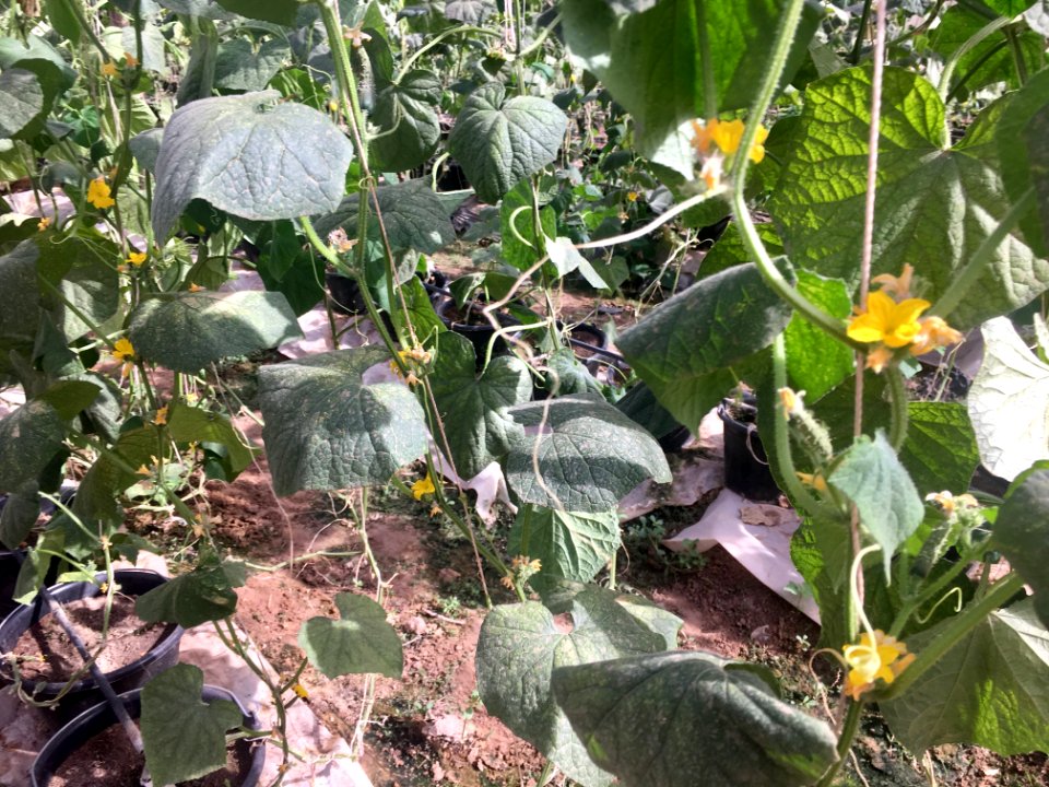 Growing food for Mali in Mali (27887065537)