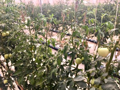 Growing food for Mali in Mali (28882434478)