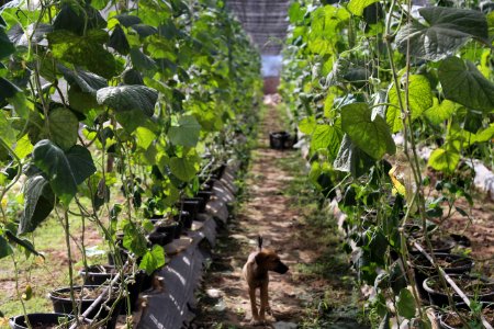 Growing food for Mali in Mali (42038533244)