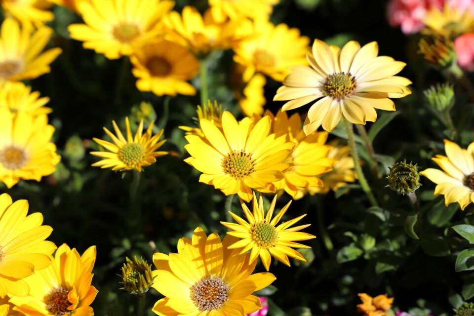 Summer floral flowers