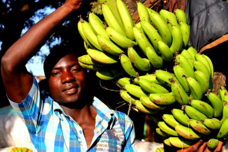 Growing and Selling Bananas (13900740603)