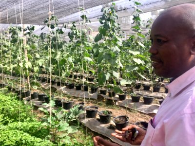 Growing food for Mali in Mali (27887067177)