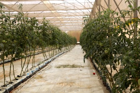 Growing food for Mali in Mali (42706604142)
