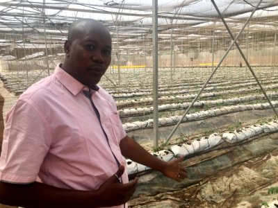 Growing food for Mali in Mali (27887064257)