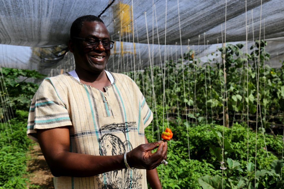 Growing food for Mali in Mali (42706611192)
