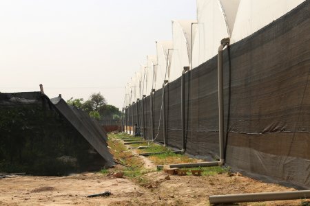 Growing food for Mali in Mali (28882432348)