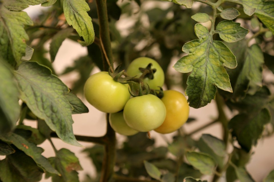 Growing food for Mali in Mali (28882443348)