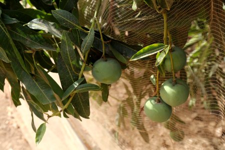 Growing food for Mali in Mali (27887077667)