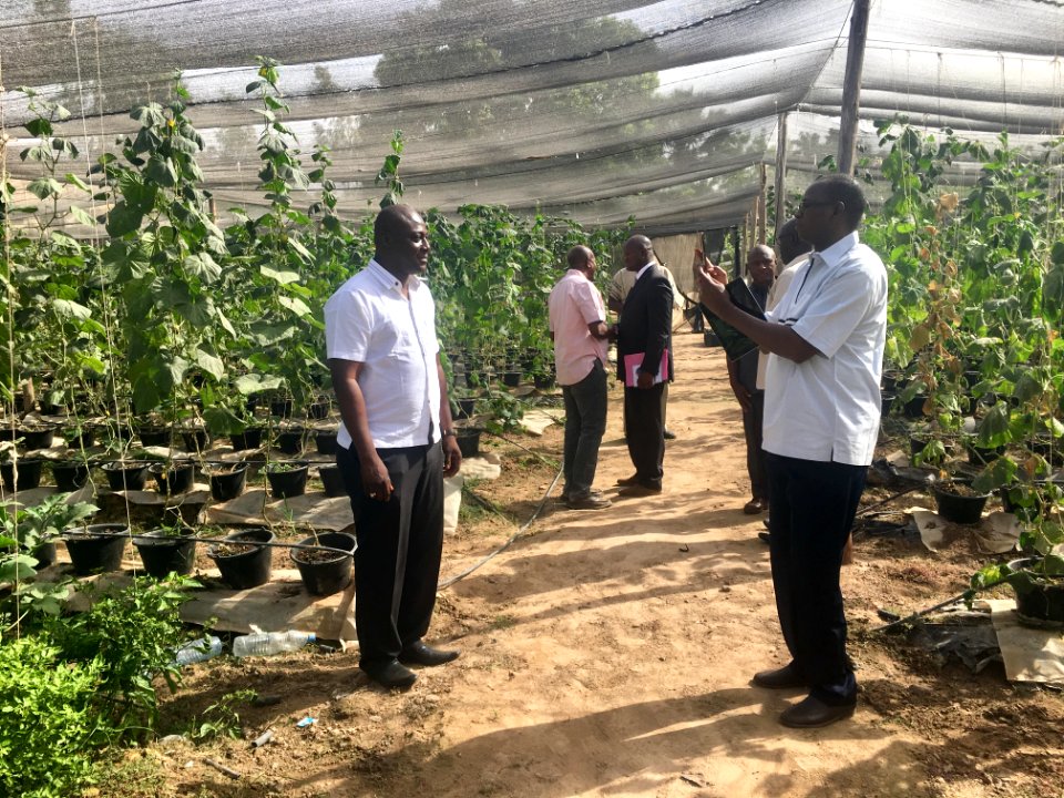Growing food for Mali in Mali (28882439328)