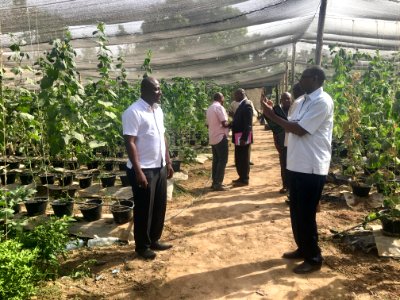 Growing food for Mali in Mali (28882439328)