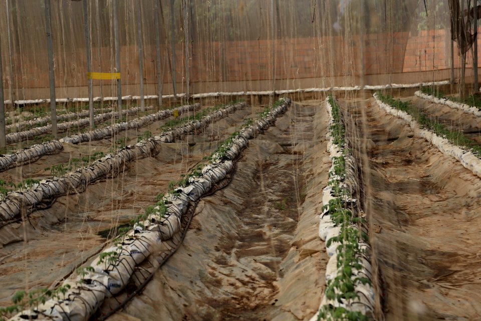 Growing food for Mali in Mali (42706606562)