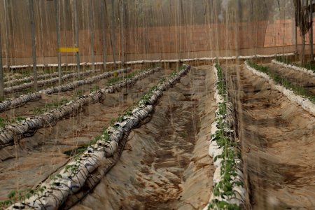 Growing food for Mali in Mali (42706606562)