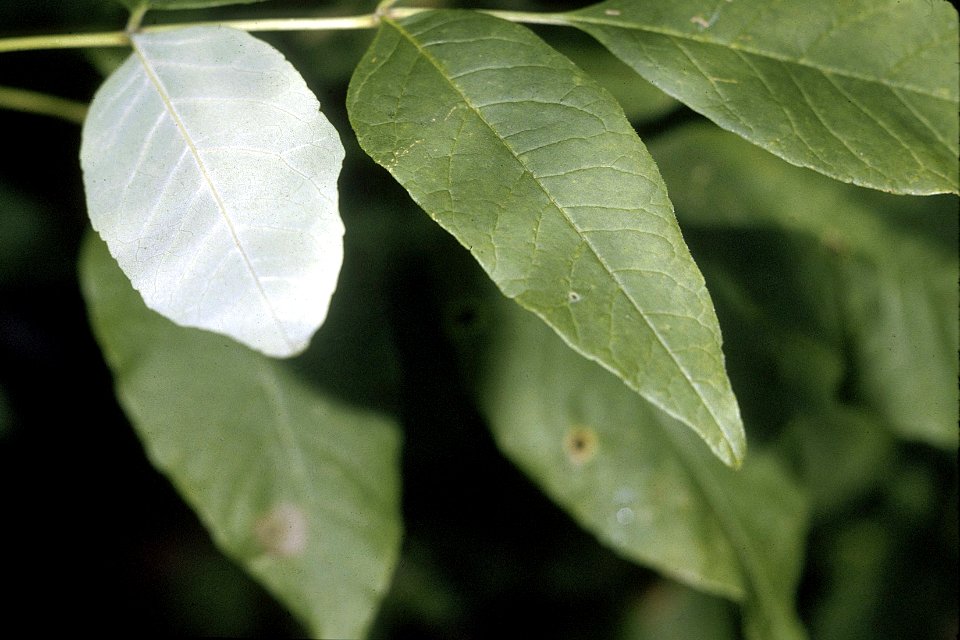 Fraxinus americana NRCS-1