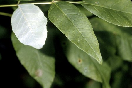 Fraxinus americana NRCS-1