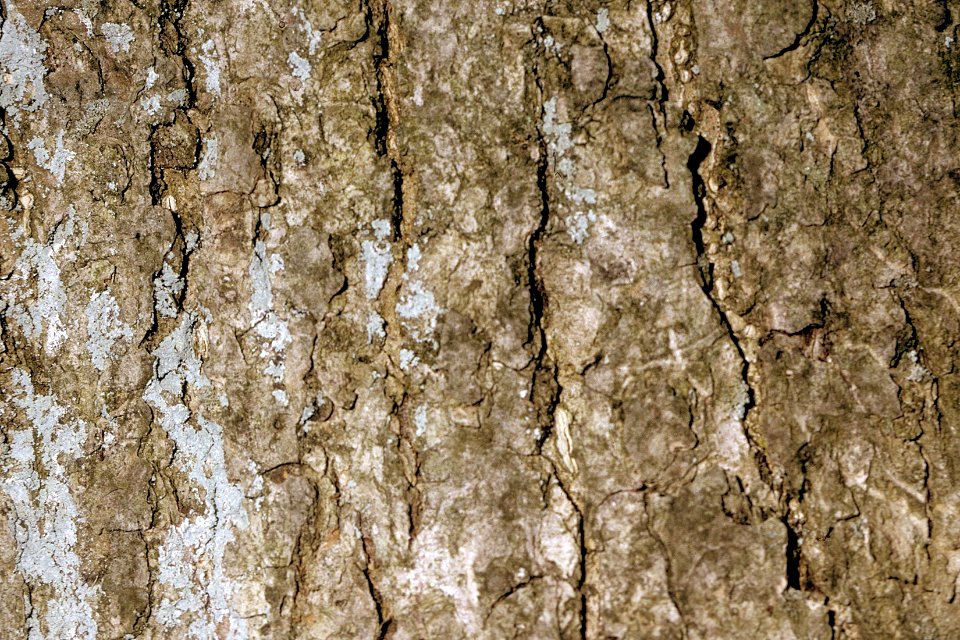 Fraxinus nigra NRCS-6