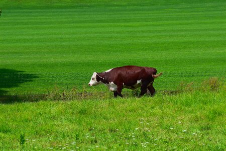 Walking green pasture