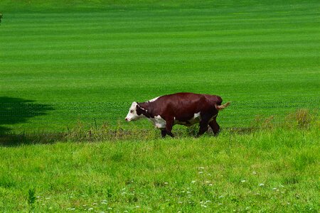 Walking green pasture photo