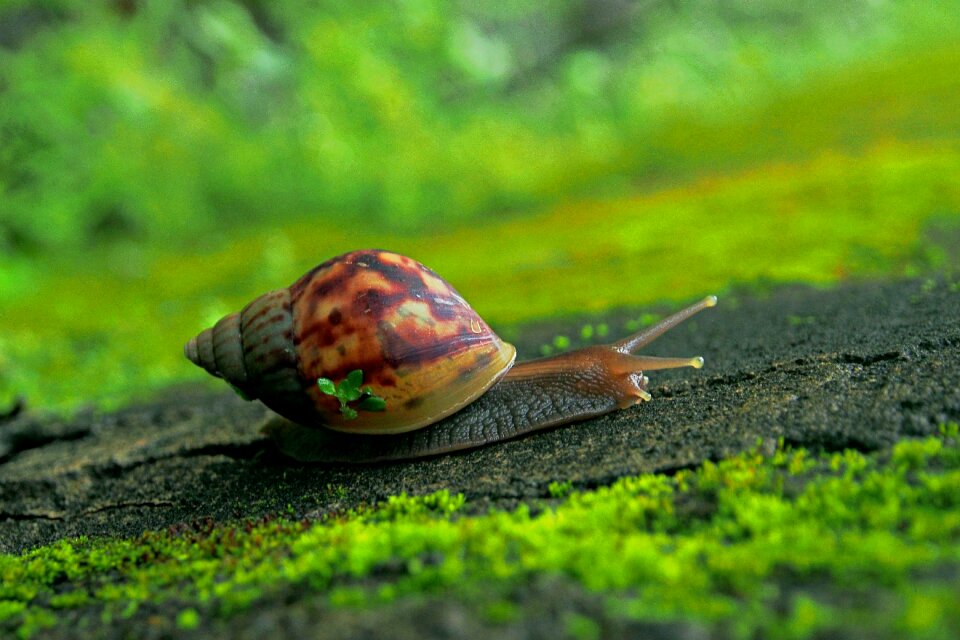 Slow garden gastropod