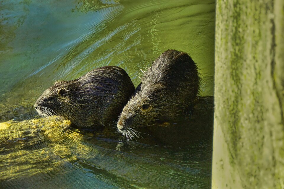 Nutria waters animal