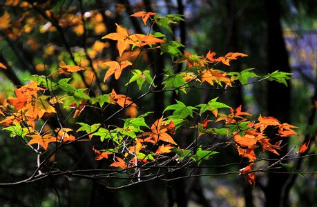 Tree season maple photo