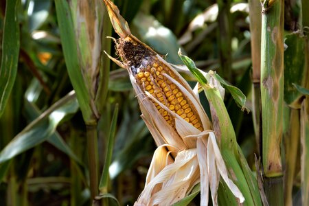 Agriculture farm corn photo