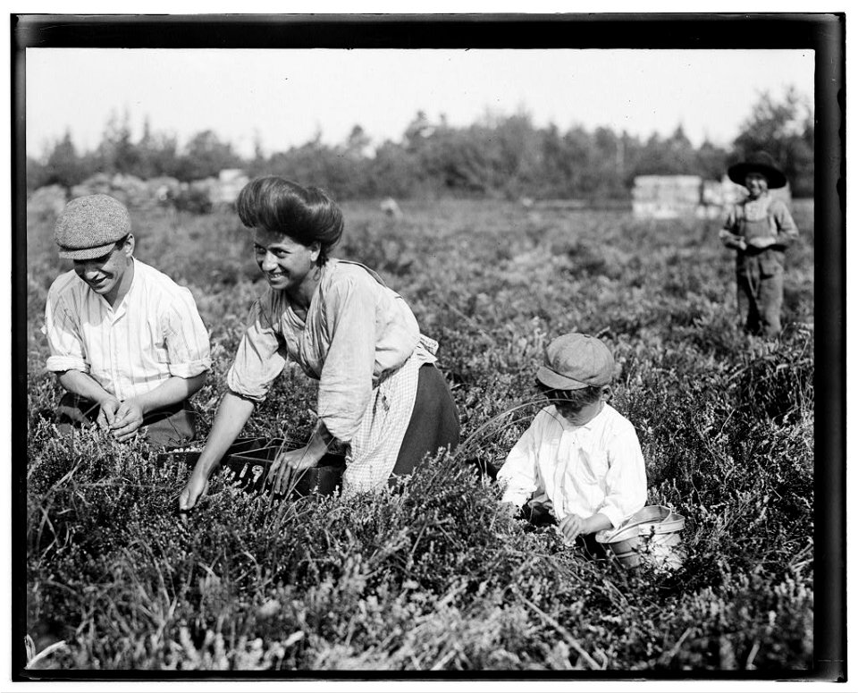 Fred Nozzecho, 604 Annin St., Philadelphial. Five years old. Picking this year. Theodore Budd's Bog at Turkeytown near Pemberton, N.J. This is the fourth week of school in Philadelphia and LOC nclc.05290